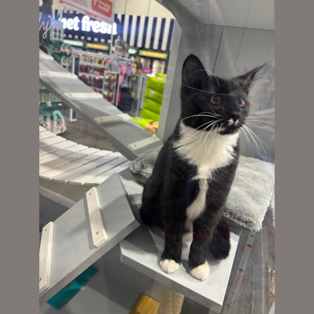 Photo of Alaska Meet Me@Petstock Carrum Downs Store