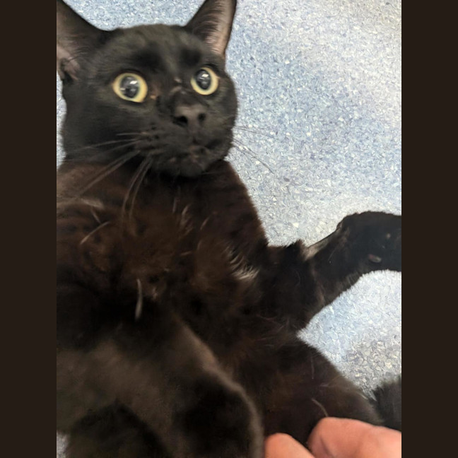 Photo of Gus Binx
