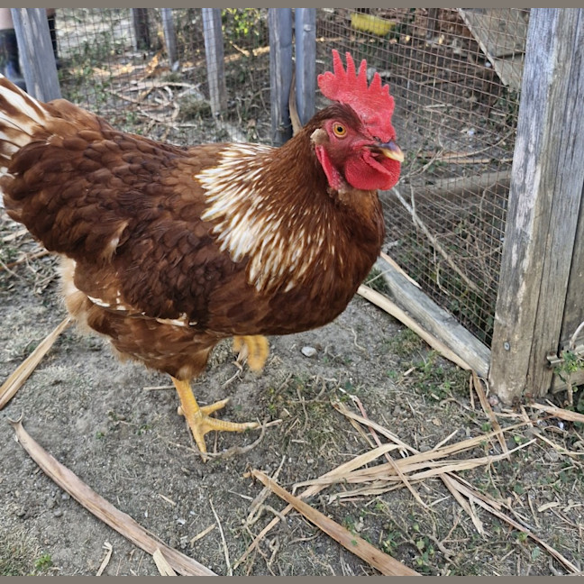 Photo of Patches The Rooster
