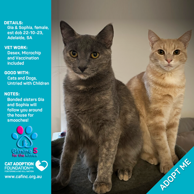 Photo of Gia And Sophia 2 For 1 Deal Just $50 For Both!