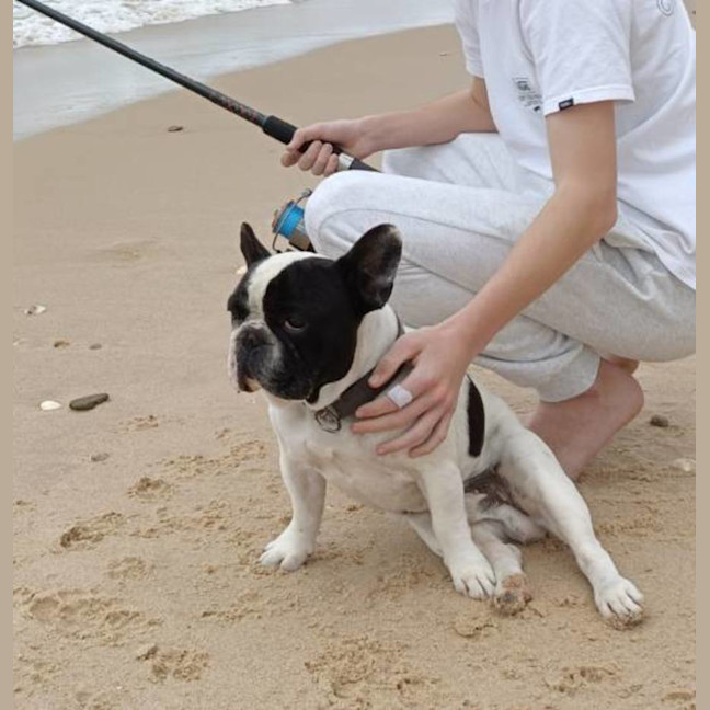 Photo of Archie & Marley   7 Year Old French Bulldog