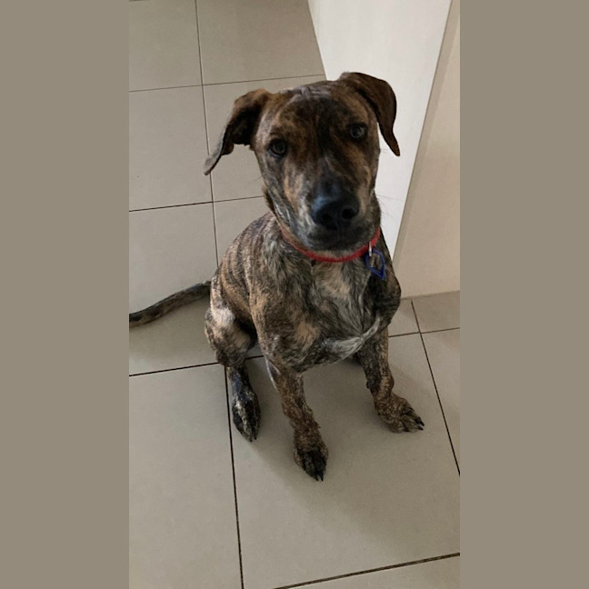 Photo of Buzz   9 Month Old Mixed Breed