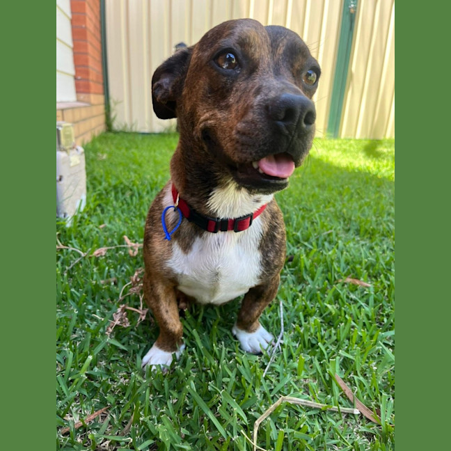 Photo of Tucker   2 Year Old Dachshund X Staffy