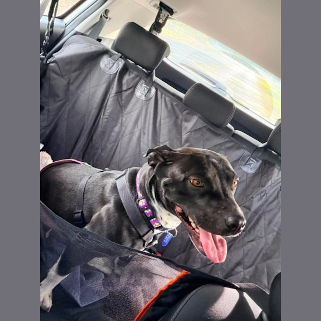Photo of Sambi   3 Year Old Staffy