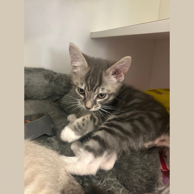 Photo of Reggie Midnight 