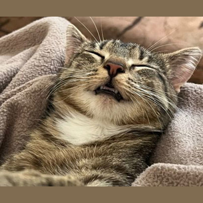 Photo of Maple