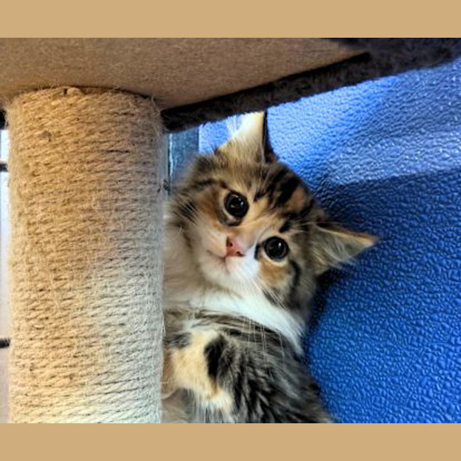 Photo of Truffle
