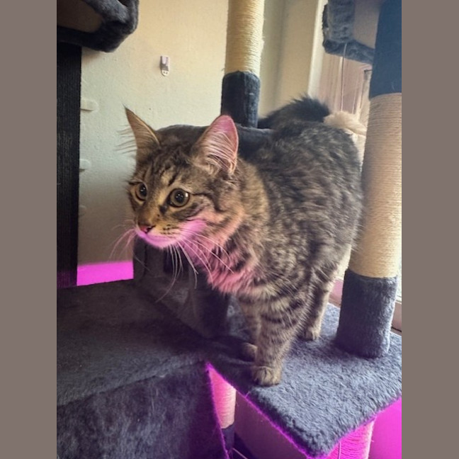 Photo of Pepper Paws