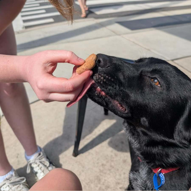 Photo of Zara   2 Year Old Border Collie X Kelpie