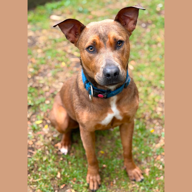 Photo of Pixie 