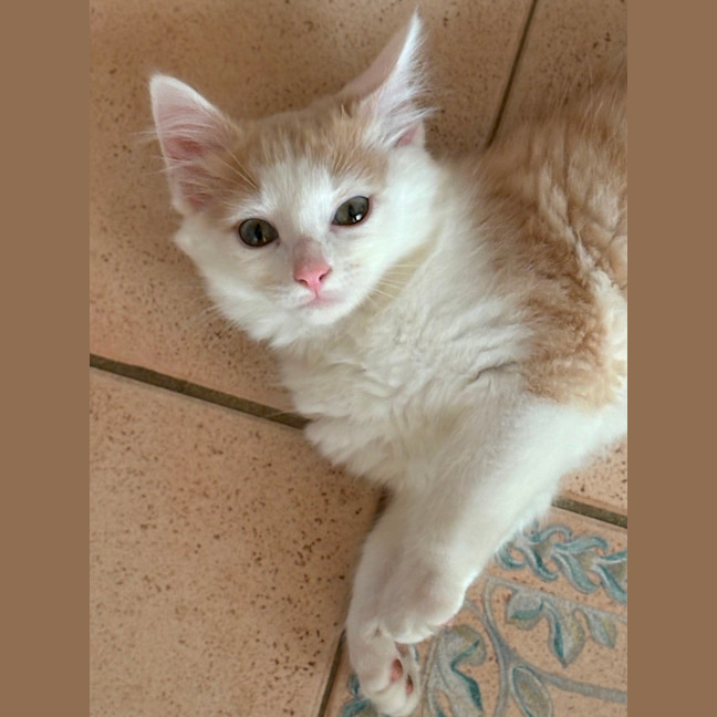 Photo of Cruz 🐯💙🐾