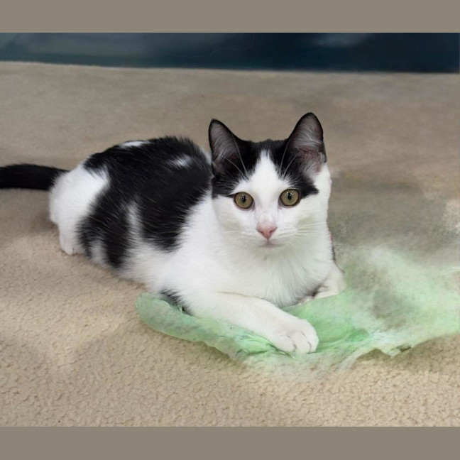 Photo of Smudge