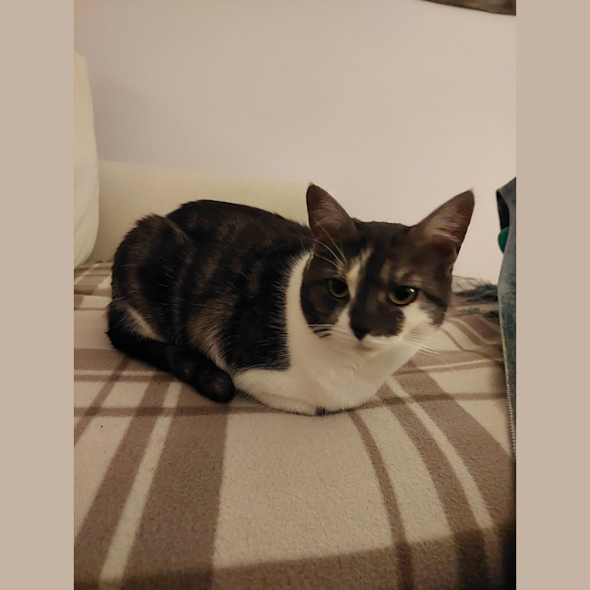 Photo of Lamington