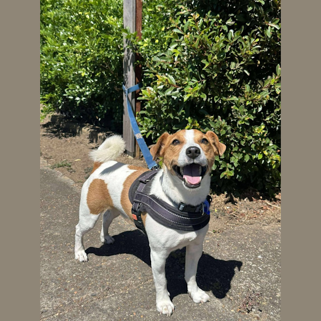 Photo of Ziggy   4 Year Old Jack Russell