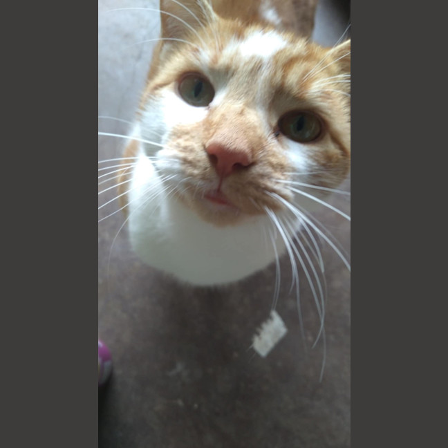 Photo of Fluffy