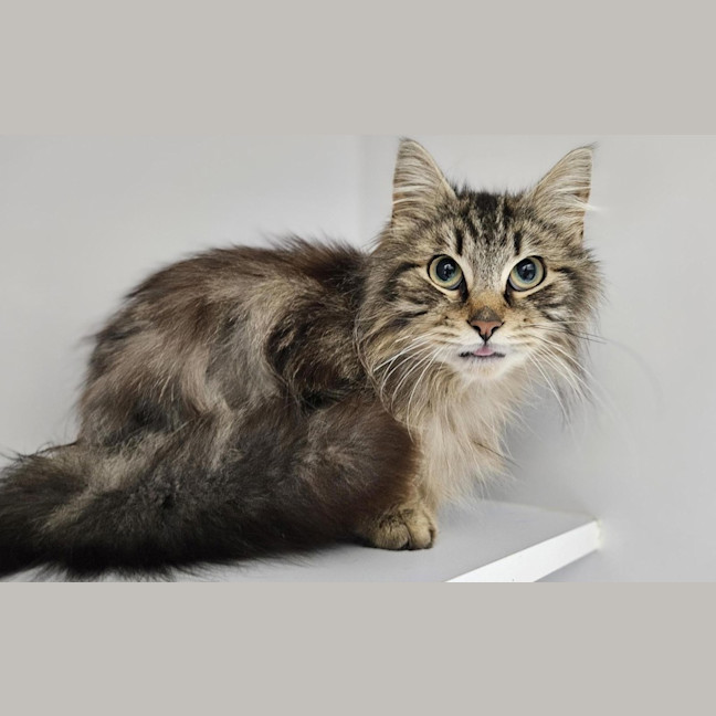 Photo of Gizmo