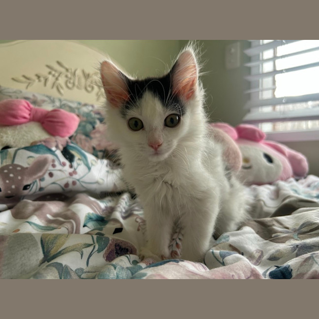 Photo of Rumi And Mira