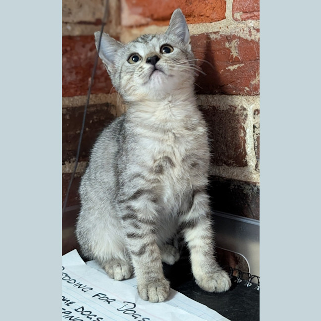 Photo of Choc Chip