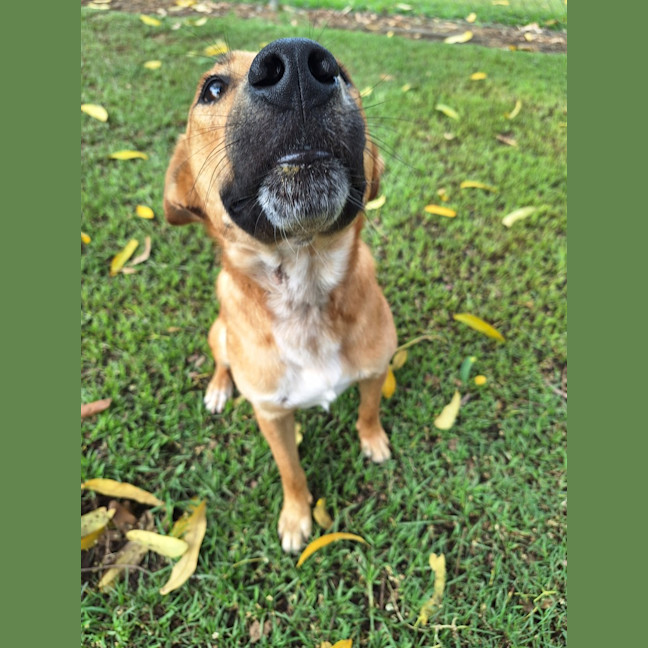 Photo of Archie