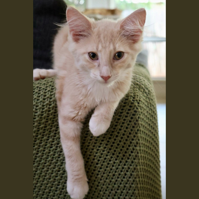 Photo of Marshmallow