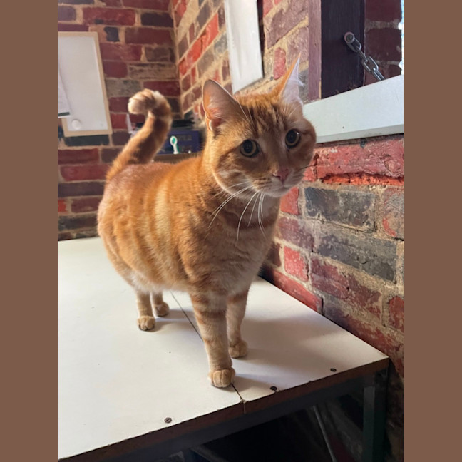 Photo of Sparkie