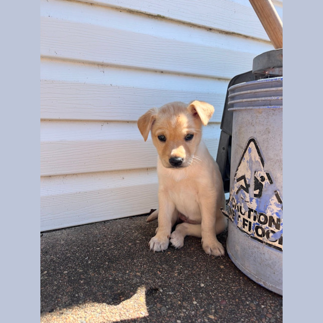 Photo of Thea   8 Week Old Staffy X Koolie (Hold)
