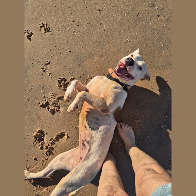 Photo of Harlow