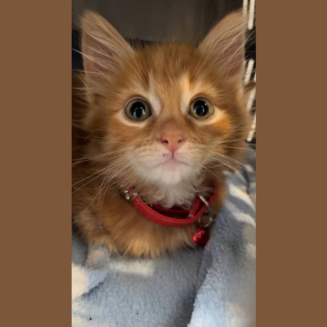 Photo of Buddy   Located In Pakenham