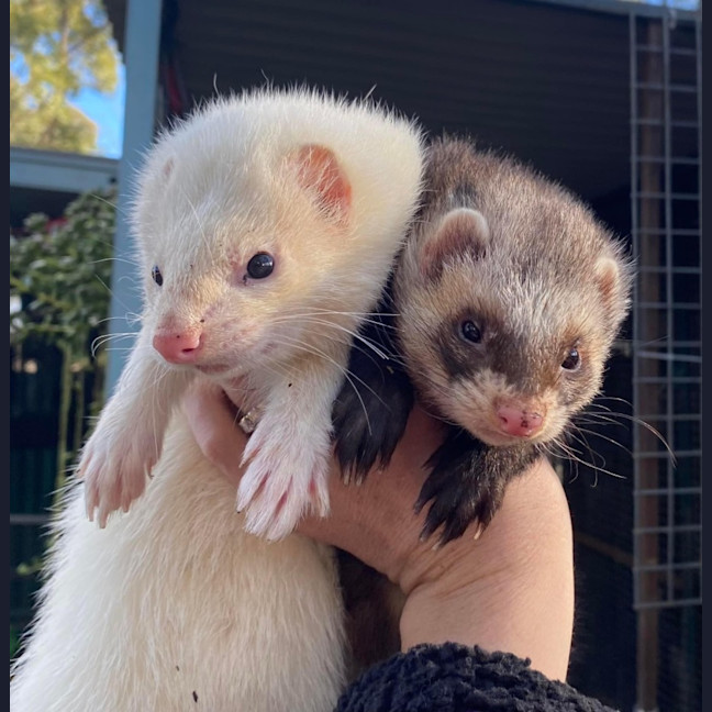 Photo of Sid & Digby