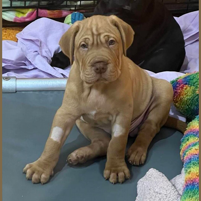 Photo of Hawkeye
