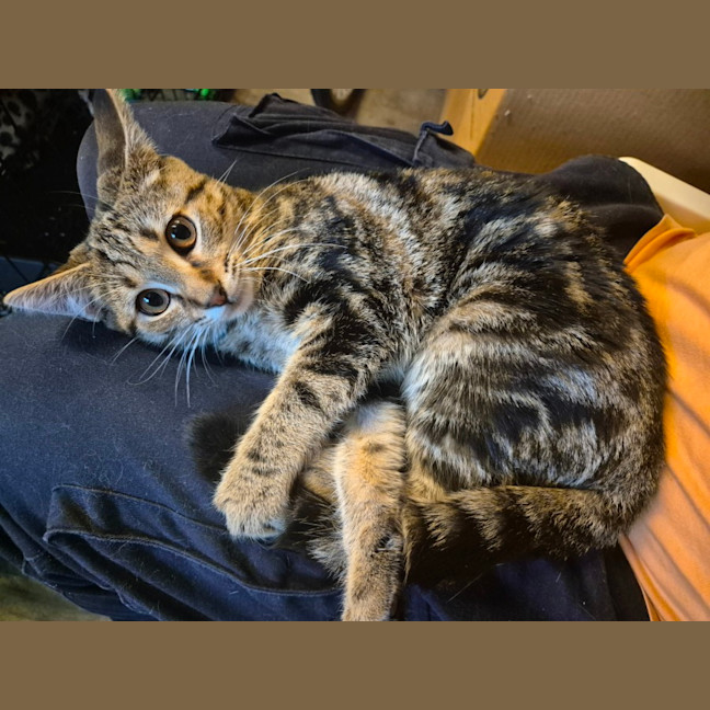 Photo of Autumn   Located In Templestowe