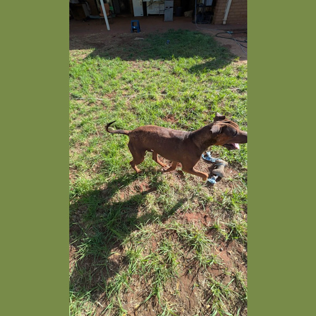 Photo of Milo