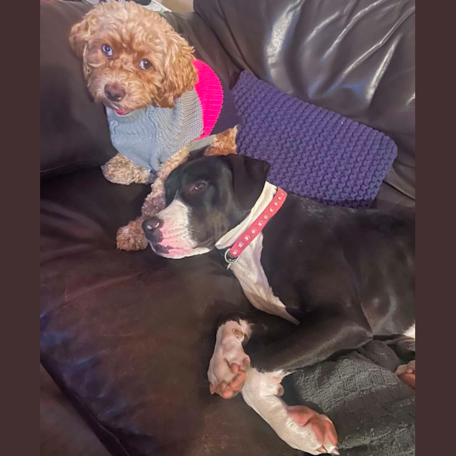 Pumpkin Pie - Small Female Poodle x Shih Tzu Mix Dog in VIC - PetRescue