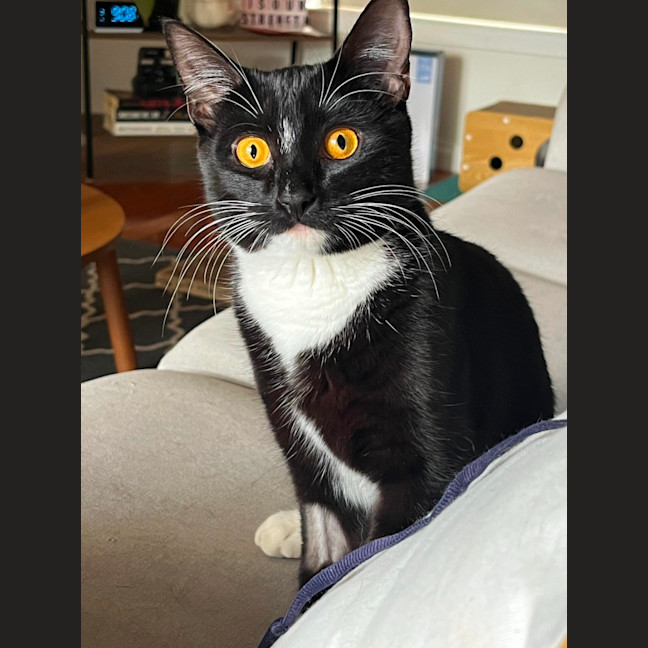 Photo of Luna 