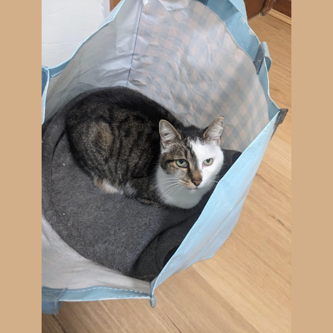 Photo of Ziggy Stardust ⚡️