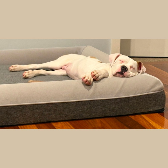 Photo of Moby   12 Week Old American Bulldog X