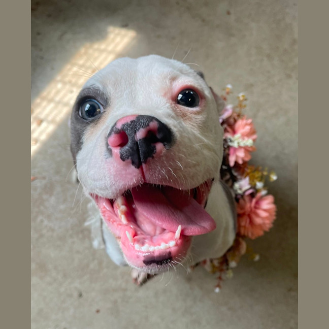 Photo of Blossom