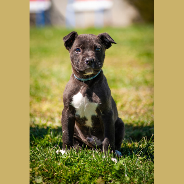 Photo of Archie