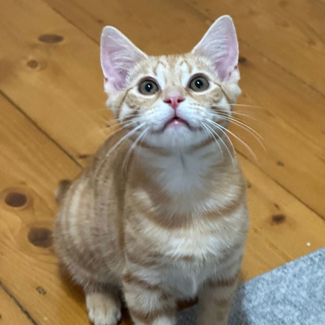 Photo of Simba