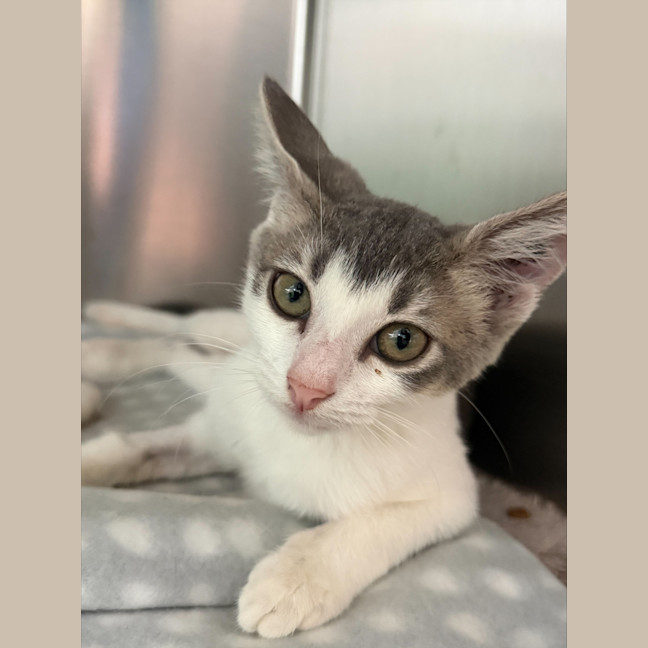 Photo of Ophelia (Ex Banana Boat)