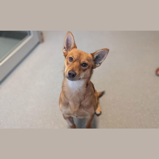 Photo of Foxy