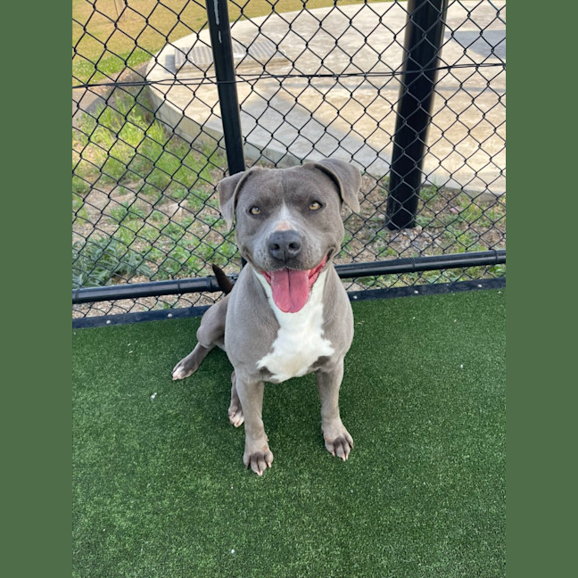 Photo of Zena Imp 1167