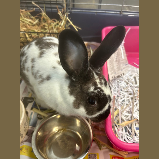 Photo of Polka Dot