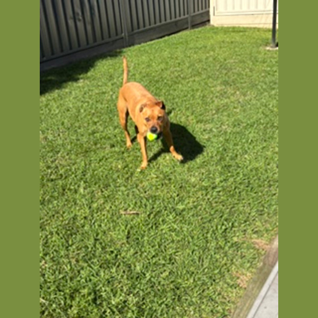 Photo of Rolland   5 Year Old Staffy X