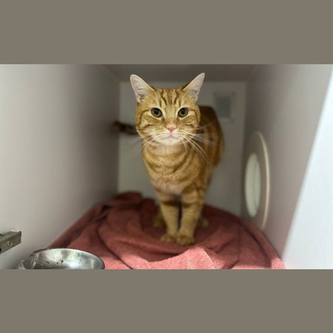 Photo of Blip