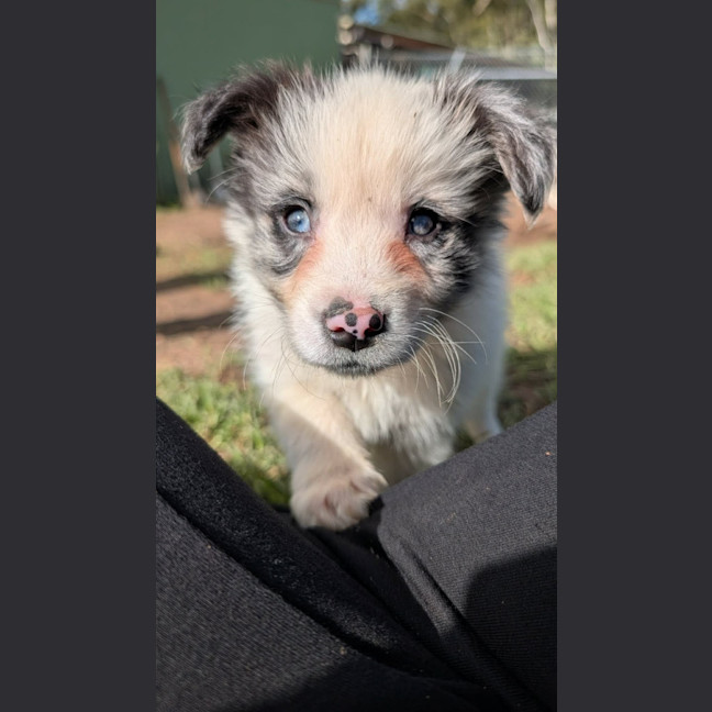 Photo of Thor