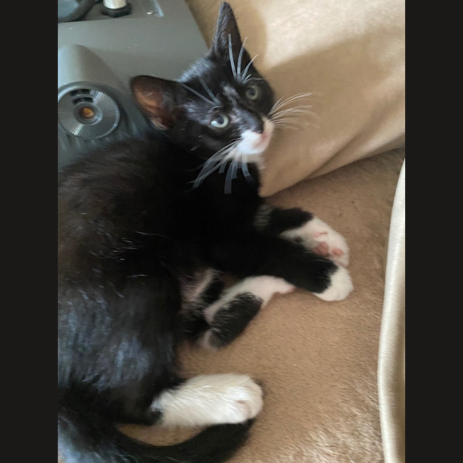 Photo of Foxy Socks Buu