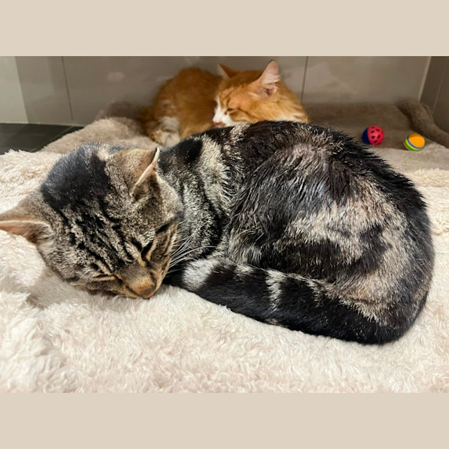 Photo of Simba And Samson 