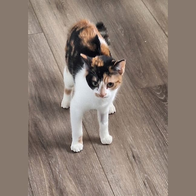 Photo of Luna *9 Lives Project Rescue*
