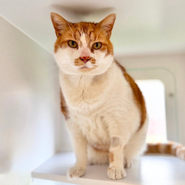 Photo of Louie